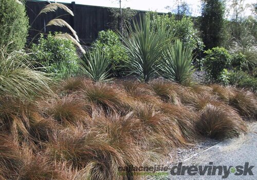 Ostrica Praire Fire, výška 10/15 cm, v črepníku P9 Carex testacea Praire Fire