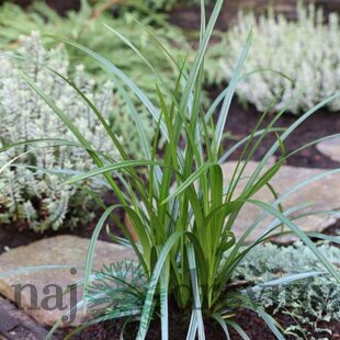 Ostrica previsnutá, výška 20/40 cm, v črepníku Carex pendula