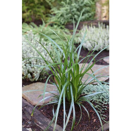 Ostrica previsnutá, výška 20/40 cm, v črepníku Carex pendula