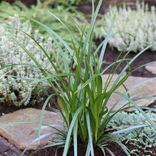 Ostrica previsnutá, výška 20/40 cm, v črepníku Carex pendula