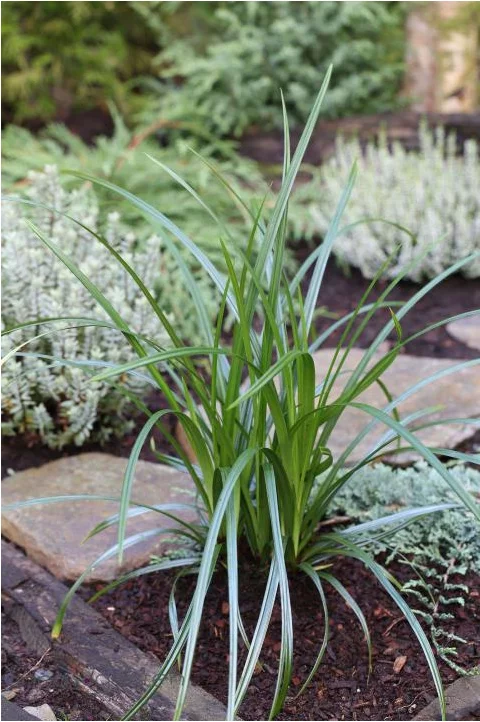 Ostrica previsnutá, výška 20/40 cm, v črepníku Carex pendula