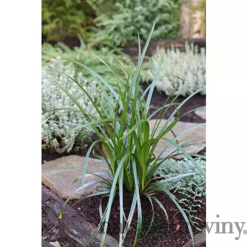 Ostrica previsnutá, výška 20/40 cm, v črepníku Carex pendula