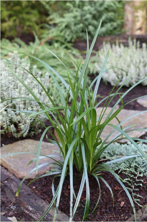 Ostrica previsnutá, výška 20/40 cm, v črepníku Carex pendula