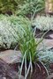 Ostrica previsnutá, výška 20/40 cm, v črepníku Carex pendula