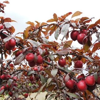 Ovocné stomy pre malé záhrady