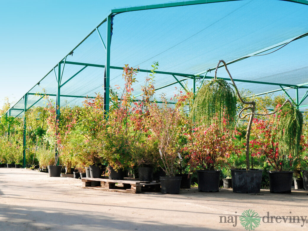 Ovocné stromy úžitkové i pre radosť