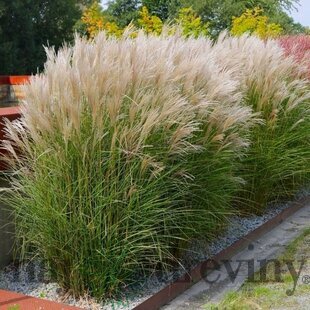 Ozdobnica čínska Adaigo 30/50 cm v črepníku 3l Miscanthus sinensis ‘Adagio‘