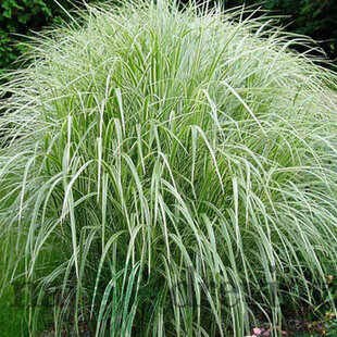 Ozdobnica čínska Cabaret 30/50 cm v črepníku 3l Miscanthus sinensis ‘Cabaret‘