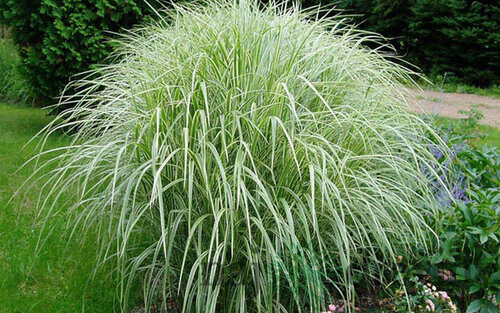 Ozdobnica čínska Cabaret 30/50 cm v črepníku 3l Miscanthus sinensis ‘Cabaret‘