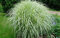 Ozdobnica čínska Cabaret 60/80 cm v črepníku 3l Miscanthus sinensis ‘Cabaret‘