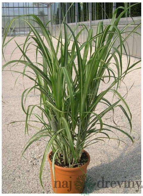 Ozdobnica čínska Cabaret 60/80 cm v črepníku 3l Miscanthus sinensis ‘Cabaret‘
