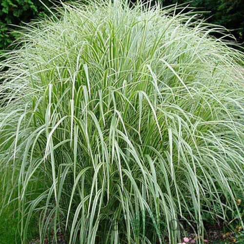Ozdobnica čínska Cabaret 60/80 cm v črepníku 3l Miscanthus sinensis ‘Cabaret‘