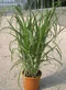 Ozdobnica čínska Cabaret 60/80 cm v črepníku 3l Miscanthus sinensis ‘Cabaret‘