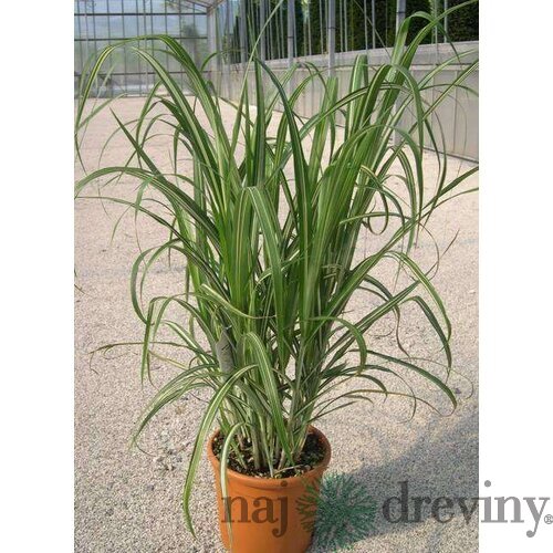 Ozdobnica čínska Cabaret 60/80 cm v črepníku 3l Miscanthus sinensis ‘Cabaret‘