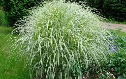Ozdobnica čínska Cabaret 60/80 cm v črepníku 3l Miscanthus sinensis ‘Cabaret‘