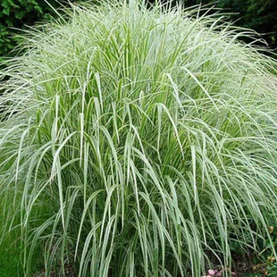 Ozdobnica čínska Cabaret 60/80 cm v črepníku 3l Miscanthus sinensis ‘Cabaret‘