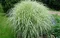 Ozdobnica čínska Cabaret 60/80 cm v črepníku 3l Miscanthus sinensis ‘Cabaret‘