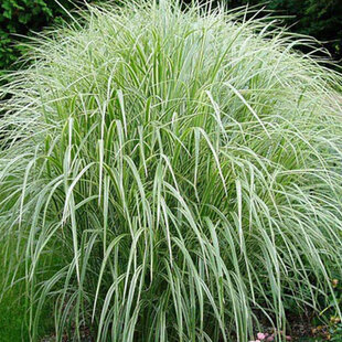 Ozdobnica čínska Cabaret 60/80 cm v črepníku 3l Miscanthus sinensis ‘Cabaret‘