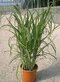 Ozdobnica čínska Cabaret 60/80 cm v črepníku 3l Miscanthus sinensis ‘Cabaret‘