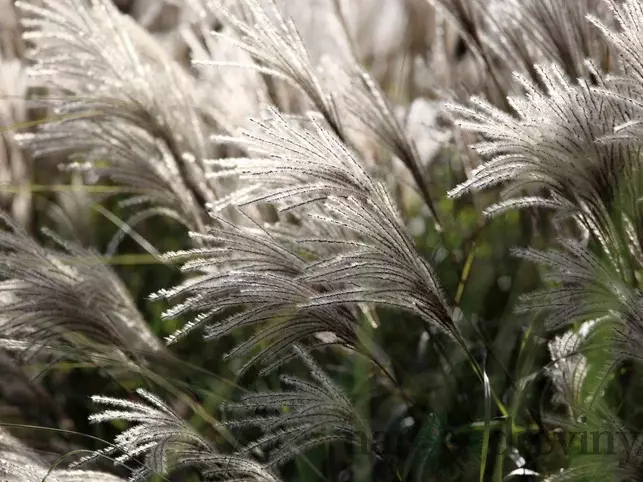 ozdobnica čínska