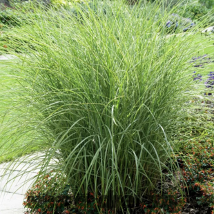 Ozdobnica čínska Ferner Osten‘, výška 15/20 cm, v črepníku Miscanthus sinensis Ferner Osten