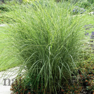 Ozdobnica čínska Ferner Osten‘, výška 15/20 cm, v črepníku Miscanthus sinensis Ferner Osten