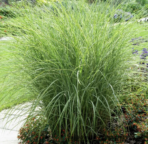 Ozdobnica čínska Ferner Osten‘, výška 15/20 cm, v črepníku Miscanthus sinensis Ferner Osten