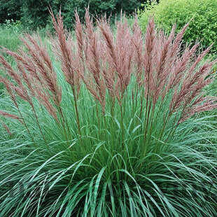 Ozdobnica čínska Ferner Osten‘, výška 70/90 cm, v črepníku 3l Miscanthus sinensis ‘Ferner Osten‘