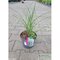 Ozdobnica čínska Ferner Osten‘, výška 70/90 cm, v črepníku 3l Miscanthus sinensis ‘Ferner Osten‘