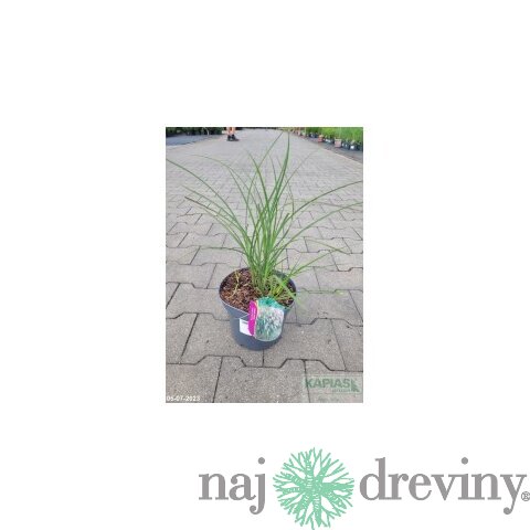 Ozdobnica čínska Ferner Osten‘, výška 70/90 cm, v črepníku 3l Miscanthus sinensis ‘Ferner Osten‘