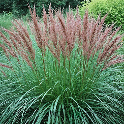 Ozdobnica čínska Ferner Osten‘, výška 70/90 cm, v črepníku 3l Miscanthus sinensis ‘Ferner Osten‘