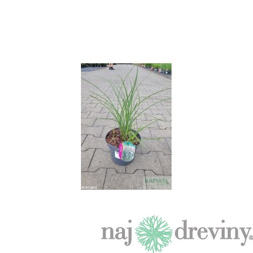 Ozdobnica čínska Ferner Osten‘, výška 70/90 cm, v črepníku 3l Miscanthus sinensis ‘Ferner Osten‘