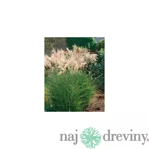 Ozdobnica čínska ‘Kleine Fontäne‘ 30/50 cm v črepníku 3l Miscanthus sinensis ‘Kleine Fontäne‘