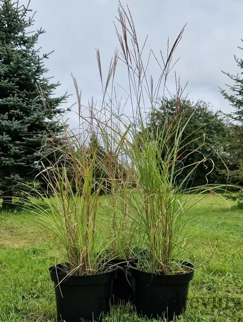 Ozdobnica čínska ‘Kleine Fontäne‘ 30/50 cm v črepníku 3l Miscanthus sinensis ‘Kleine Fontäne‘