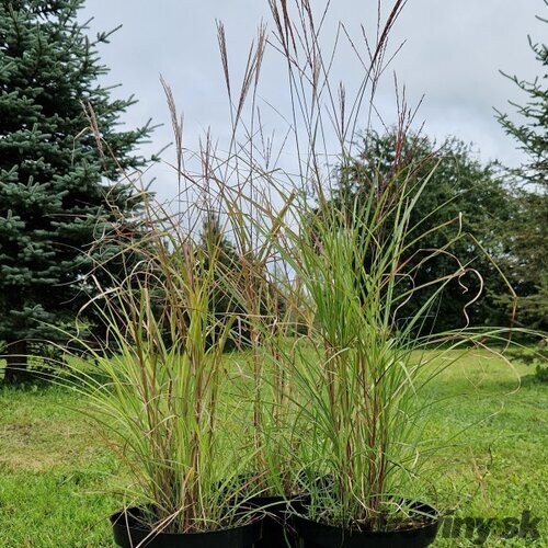 Ozdobnica čínska ‘Kleine Fontäne‘ 30/50 cm v črepníku 3l Miscanthus sinensis ‘Kleine Fontäne‘
