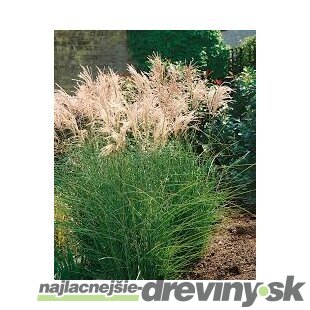 Ozdobnica čínska ‘Kleine Fontäne‘ 30/50 cm v črepníku 3l Miscanthus sinensis ‘Kleine Fontäne‘