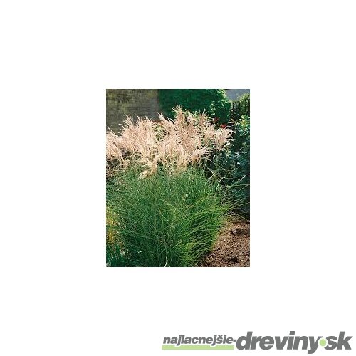 Ozdobnica čínska ‘Kleine Fontäne‘ 30/50 cm v črepníku 3l Miscanthus sinensis ‘Kleine Fontäne‘