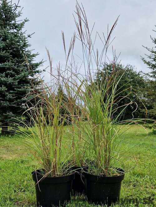 Ozdobnica čínska ‘Kleine Fontäne‘ 30/50 cm v črepníku 3l Miscanthus sinensis ‘Kleine Fontäne‘