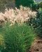 Ozdobnica čínska ‘Kleine Fontäne‘ 30/50 cm v črepníku 3l Miscanthus sinensis ‘Kleine Fontäne‘