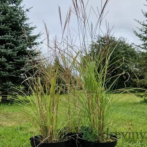 Ozdobnica čínska ‘Kleine Fontäne‘ 30/50 cm v črepníku 3l Miscanthus sinensis ‘Kleine Fontäne‘
