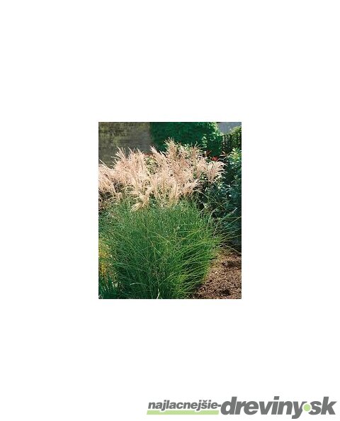 Ozdobnica čínska ‘Kleine Fontäne‘ 30/50 cm v črepníku 3l Miscanthus sinensis ‘Kleine Fontäne‘