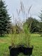 Ozdobnica čínska ‘Kleine Fontäne‘ 30/50 cm v črepníku 3l Miscanthus sinensis ‘Kleine Fontäne‘