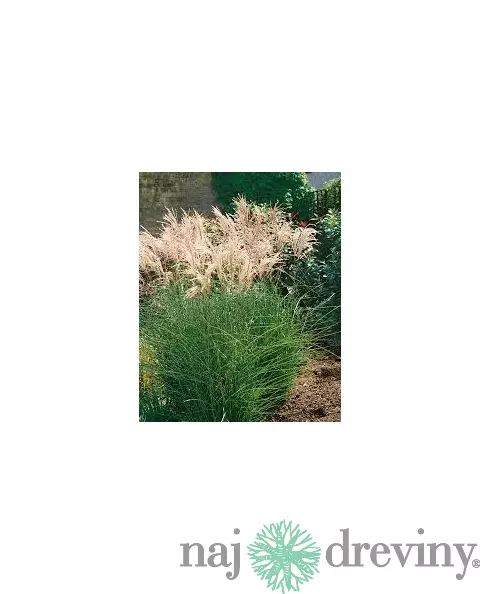 Ozdobnica čínska ‘Kleine Fontäne‘ 30/50 cm v črepníku 3l Miscanthus sinensis ‘Kleine Fontäne‘
