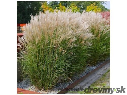 Ozdobnica čínska Kleine Silberspinne, výška 30/50 cm, v črepníku 3l Miscanthus sinensis ‘Kleine Silberspinne‘