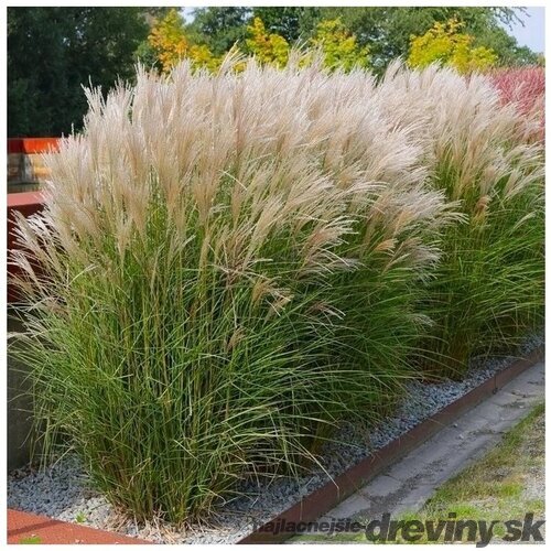 Ozdobnica čínska Kleine Silberspinne, výška 30/50 cm, v črepníku 3l Miscanthus sinensis ‘Kleine Silberspinne‘