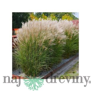 Ozdobnica čínska Kleine Silberspinne, výška 30/50 cm, v črepníku 3l Miscanthus sinensis ‘Kleine Silberspinne‘