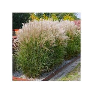 Ozdobnica čínska Kleine Silberspinne, výška 30/50 cm, v črepníku 3l Miscanthus sinensis ‘Kleine Silberspinne‘