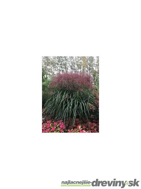 Ozdobnica čínska Malepartus. 40/60, v črepníku. 3l Miscanthus sinensis Malepartus