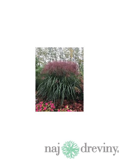 Ozdobnica čínska Malepartus. 40/60, v črepníku. 3l Miscanthus sinensis Malepartus