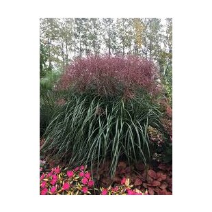 Ozdobnica čínska Malepartus. 40/60, v črepníku. 3l Miscanthus sinensis Malepartus